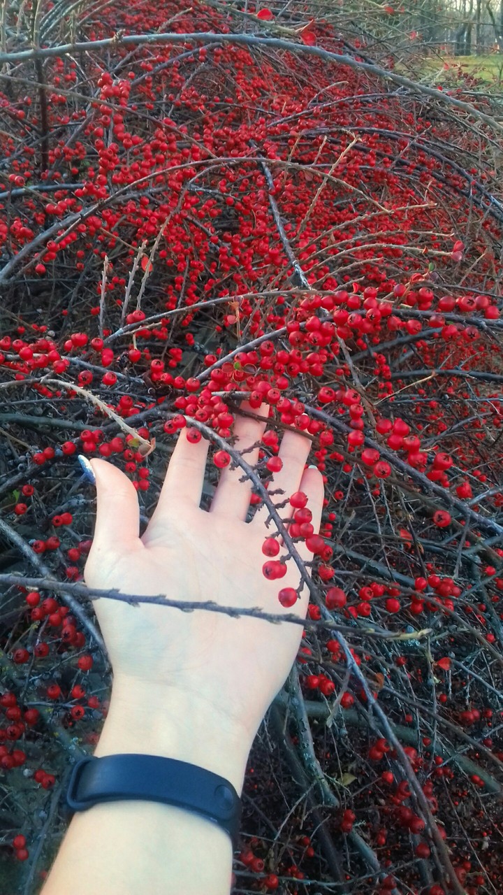 redberrys