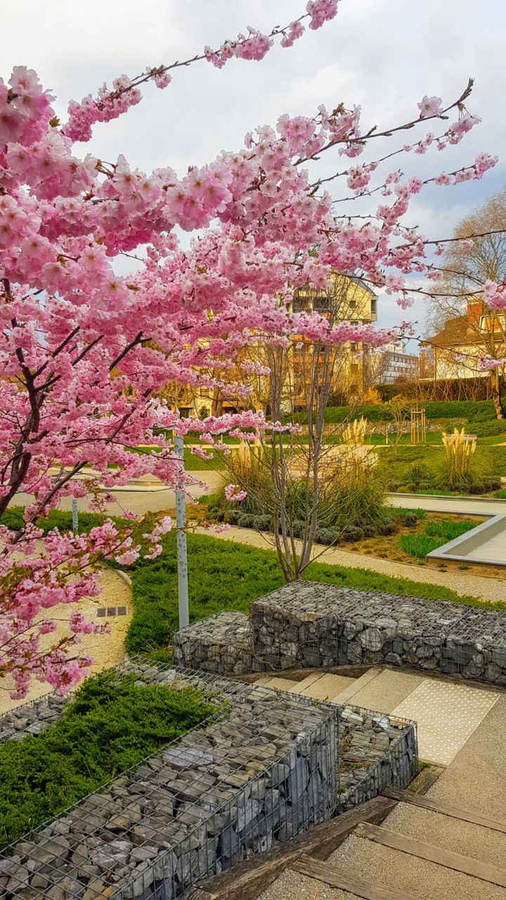 Magnolia tree