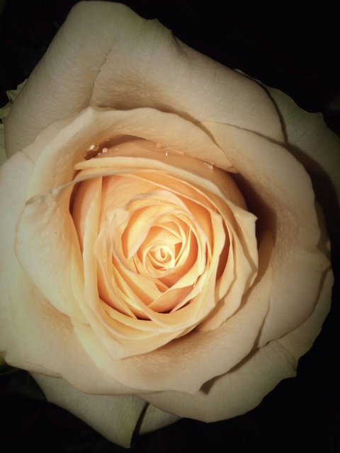 blooming