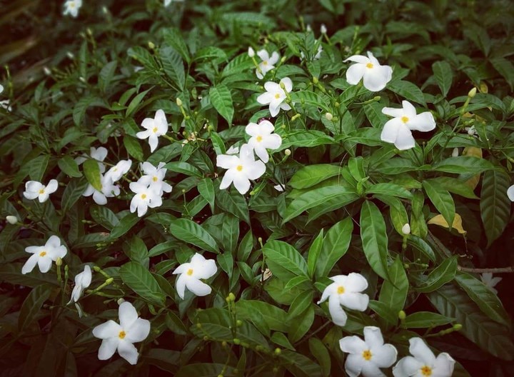 The Flowers