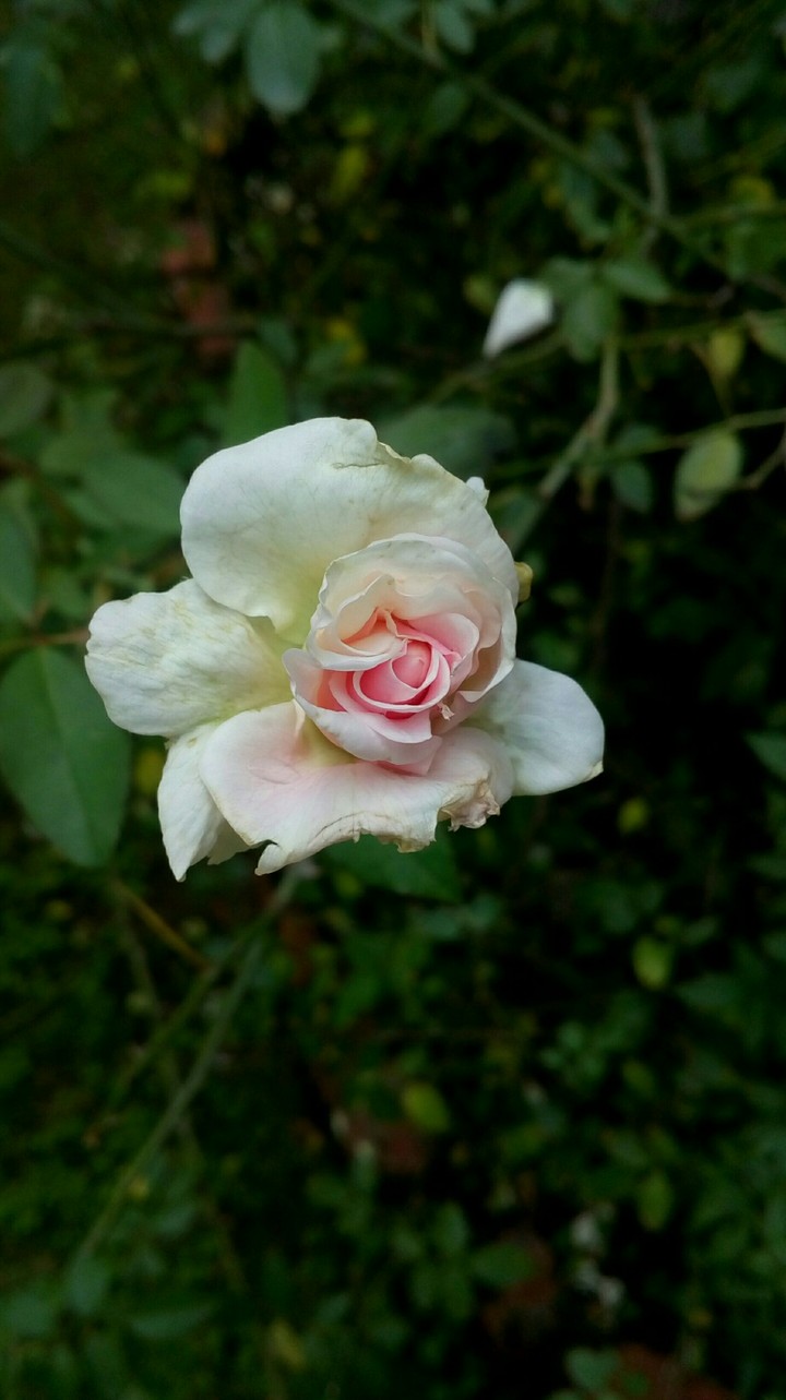 White rose