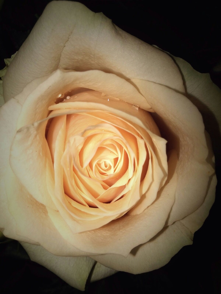 blooming