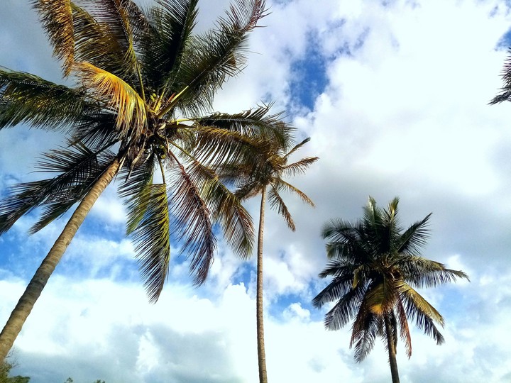 coconut trees