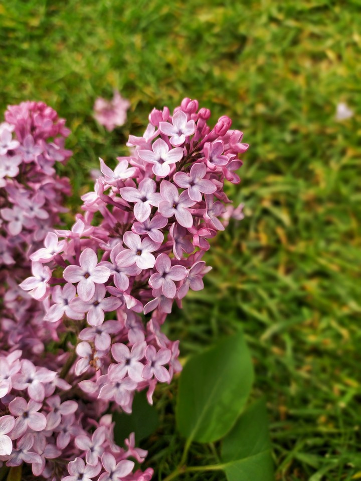 lilac