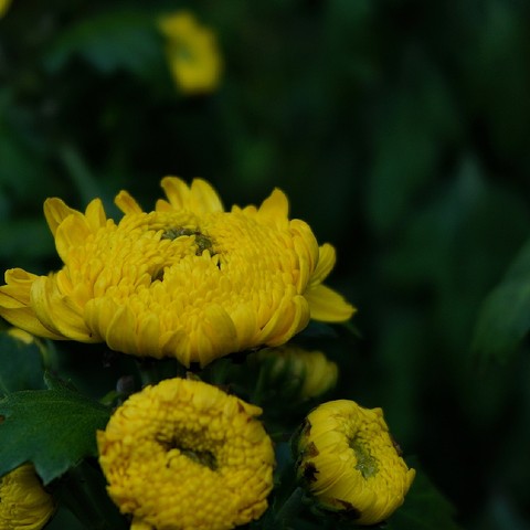 papéis de parede plants, flower