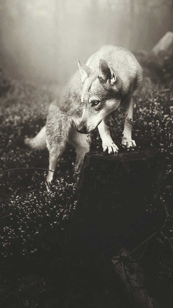 wolf