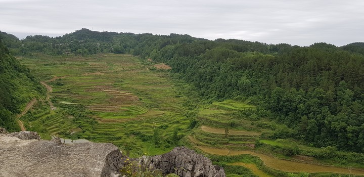 Terraced field