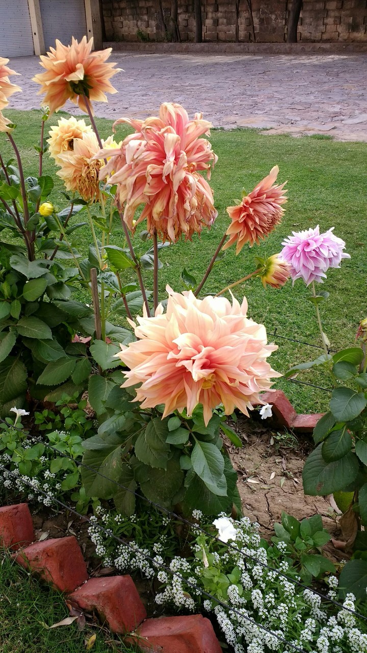 Flowers
