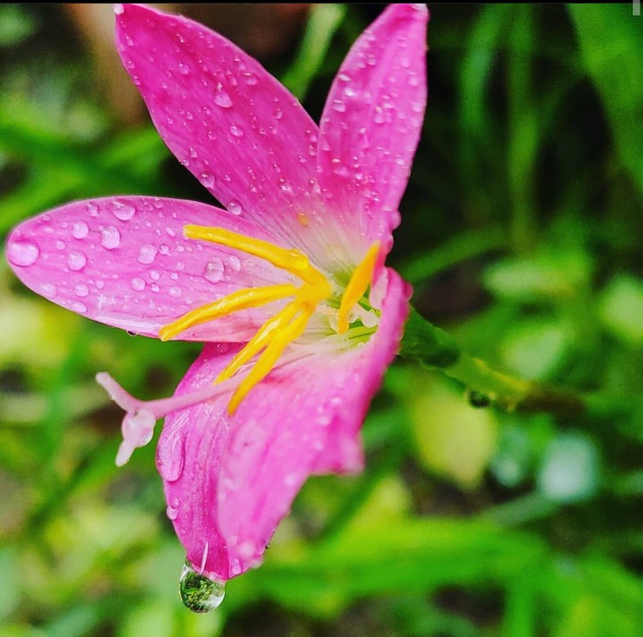 Pink Lily