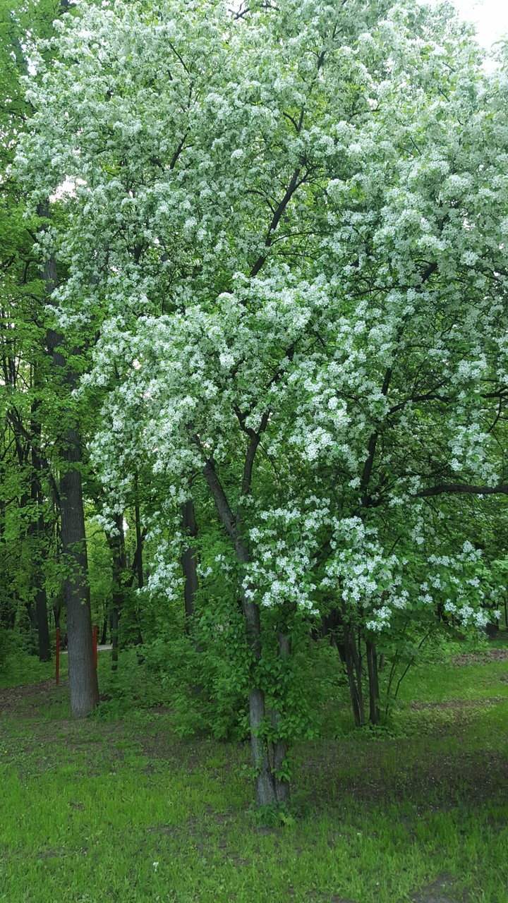 Moscow, Ostankino