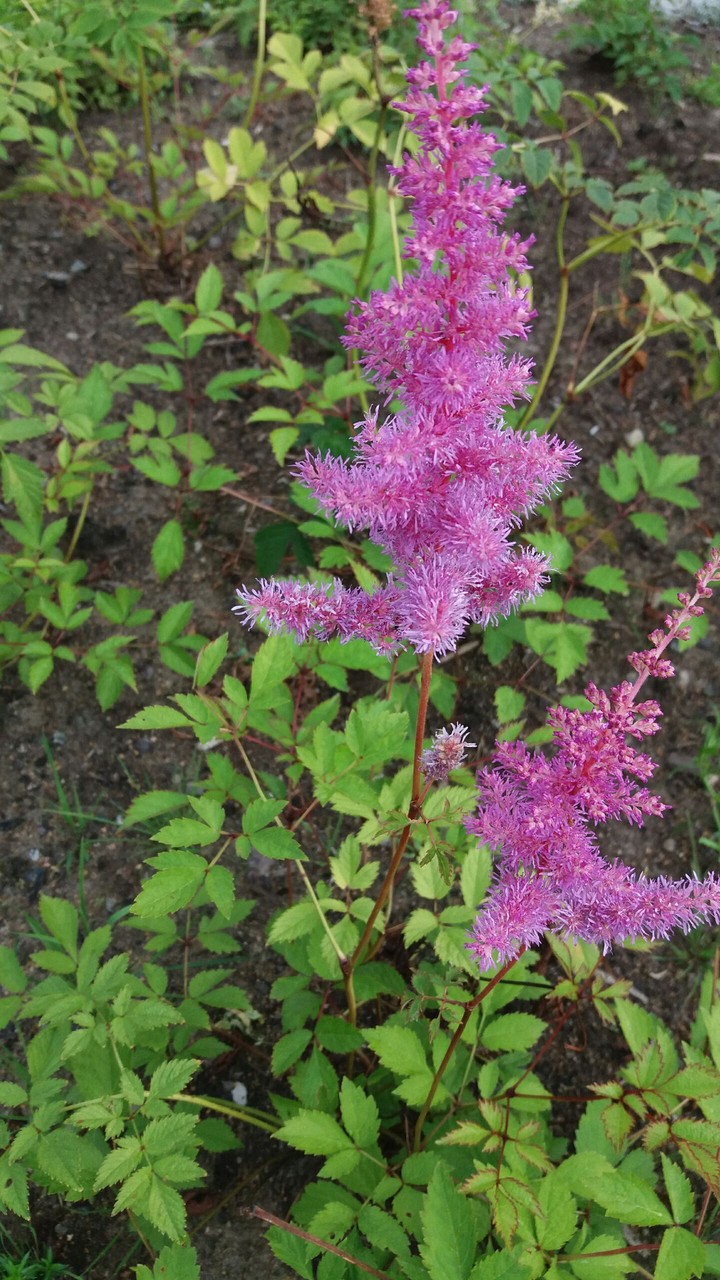Flowers in pink