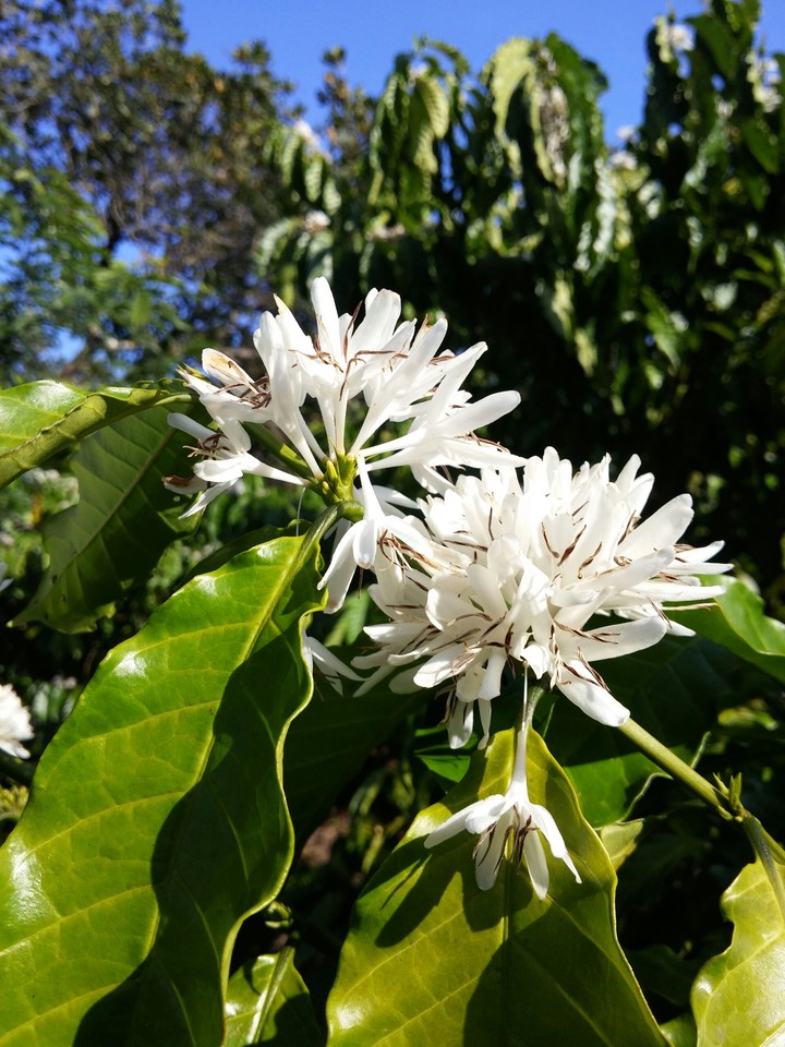 Coffee flower at Cat Tien National park