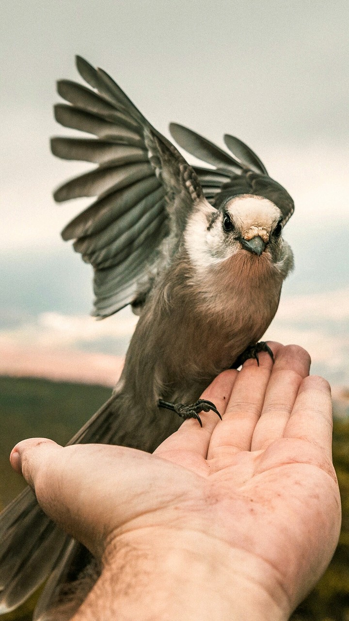 Bird