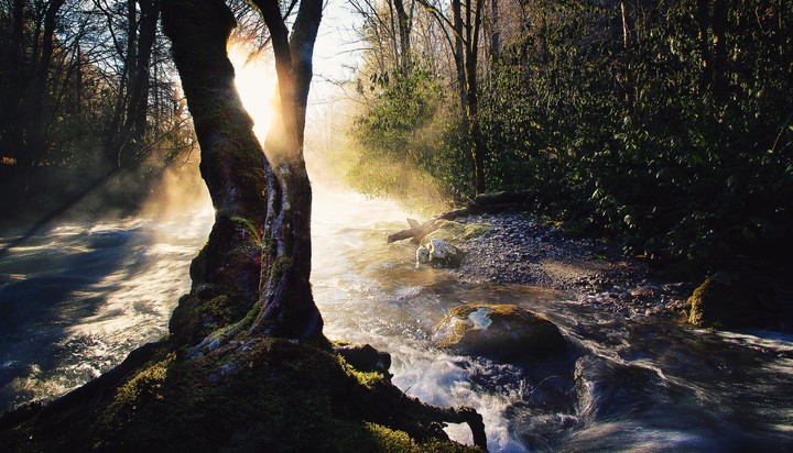 Forest
