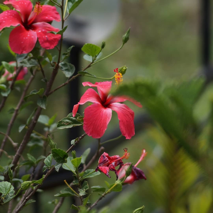 flowers