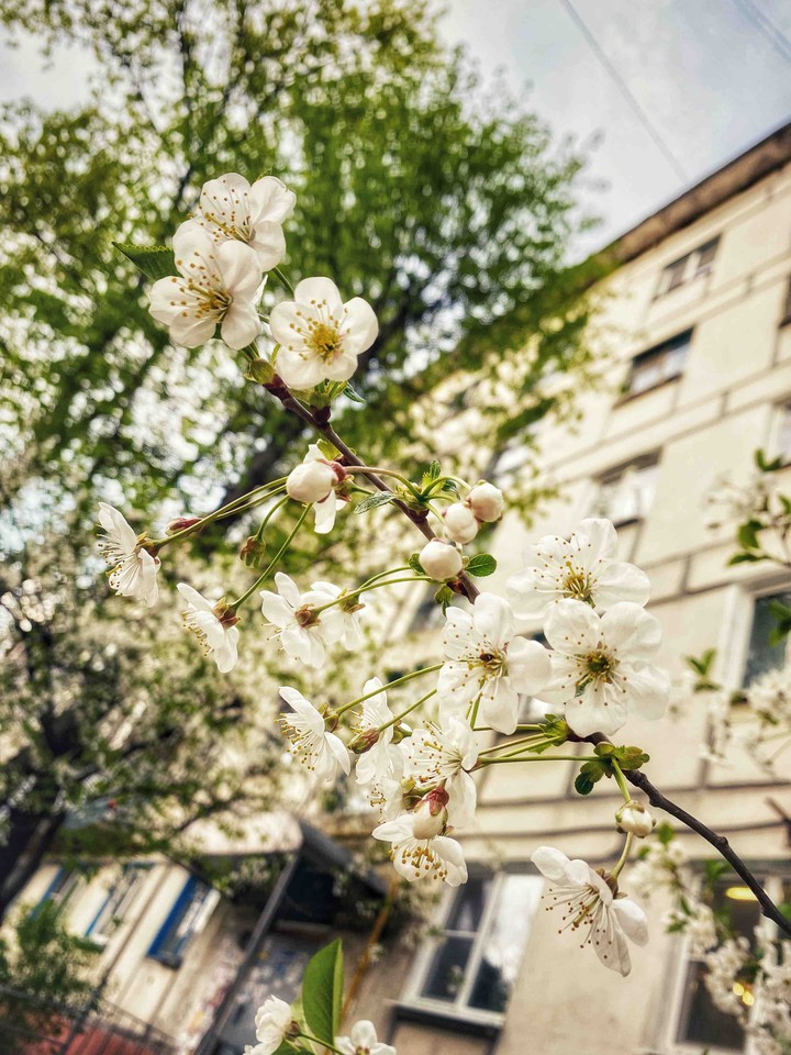 spring