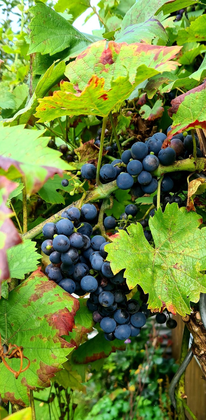 Weintrauben