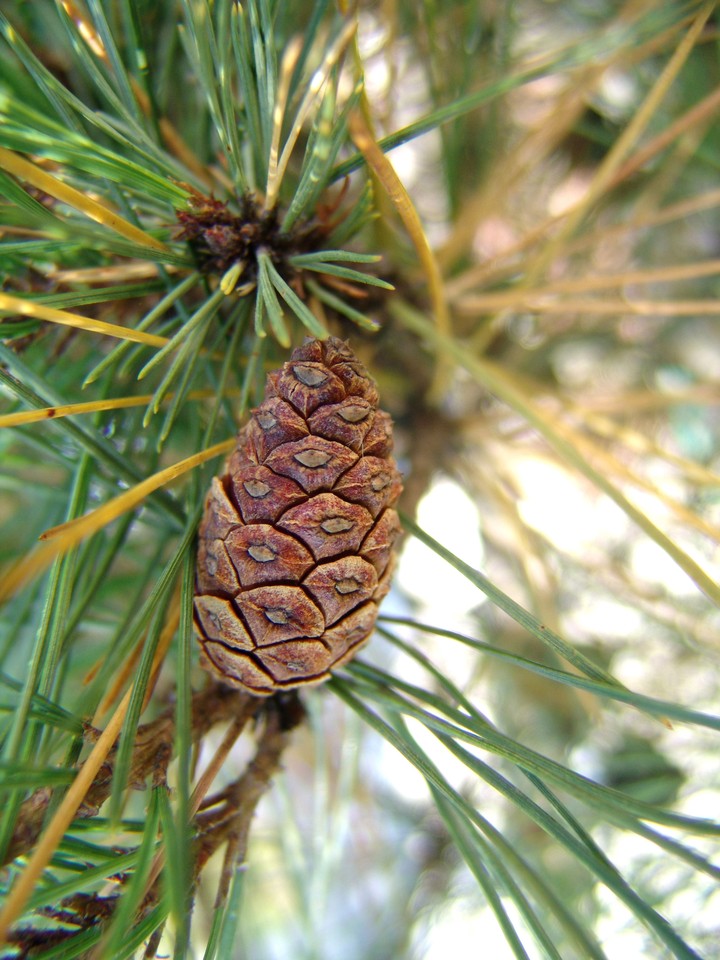 Pine Tree