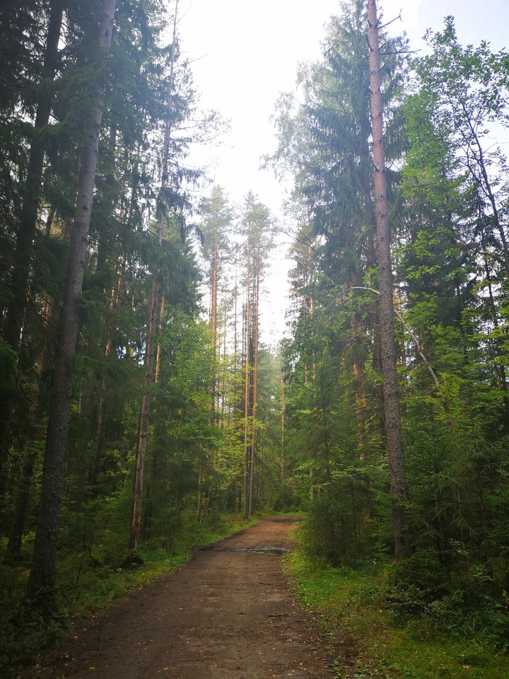 forest