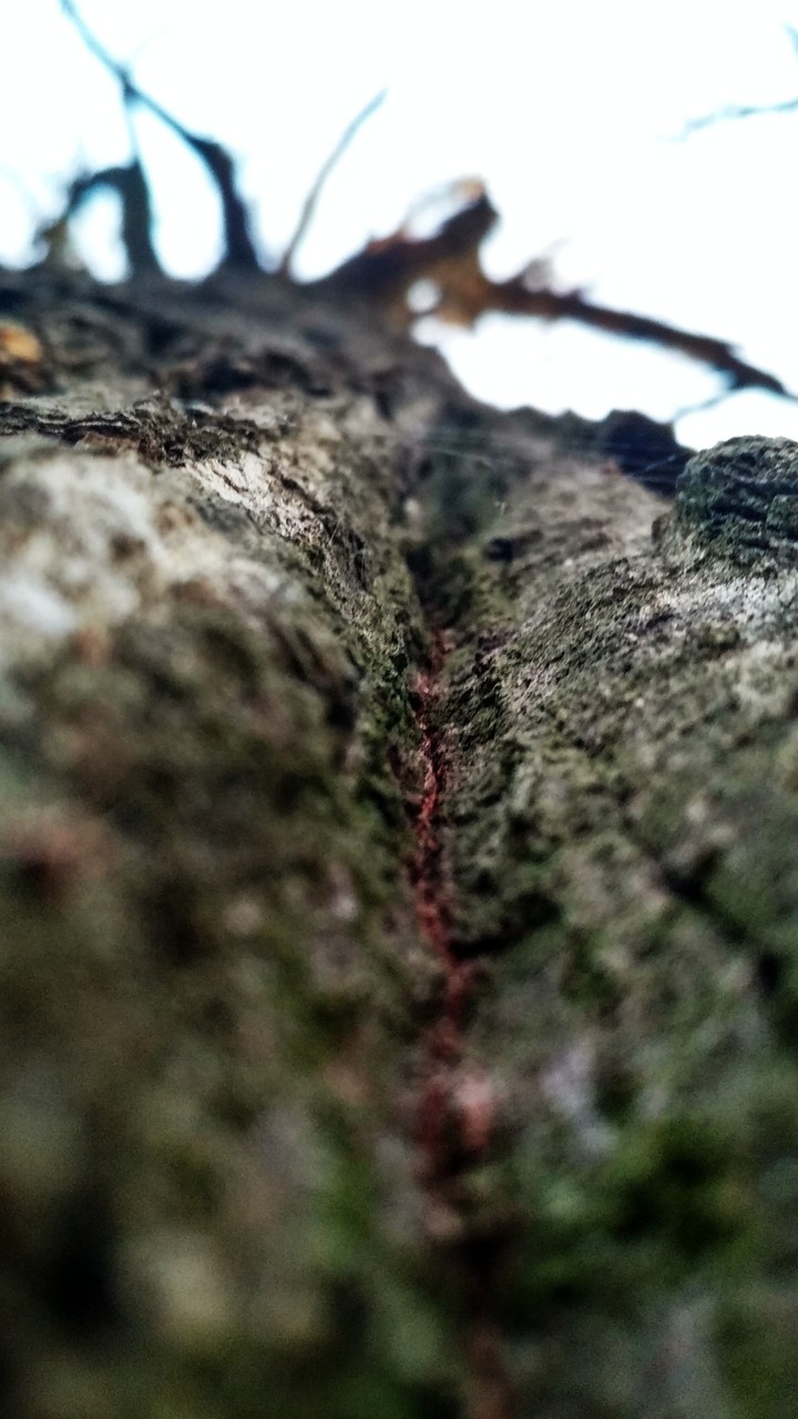Red vein