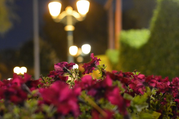 Flowers