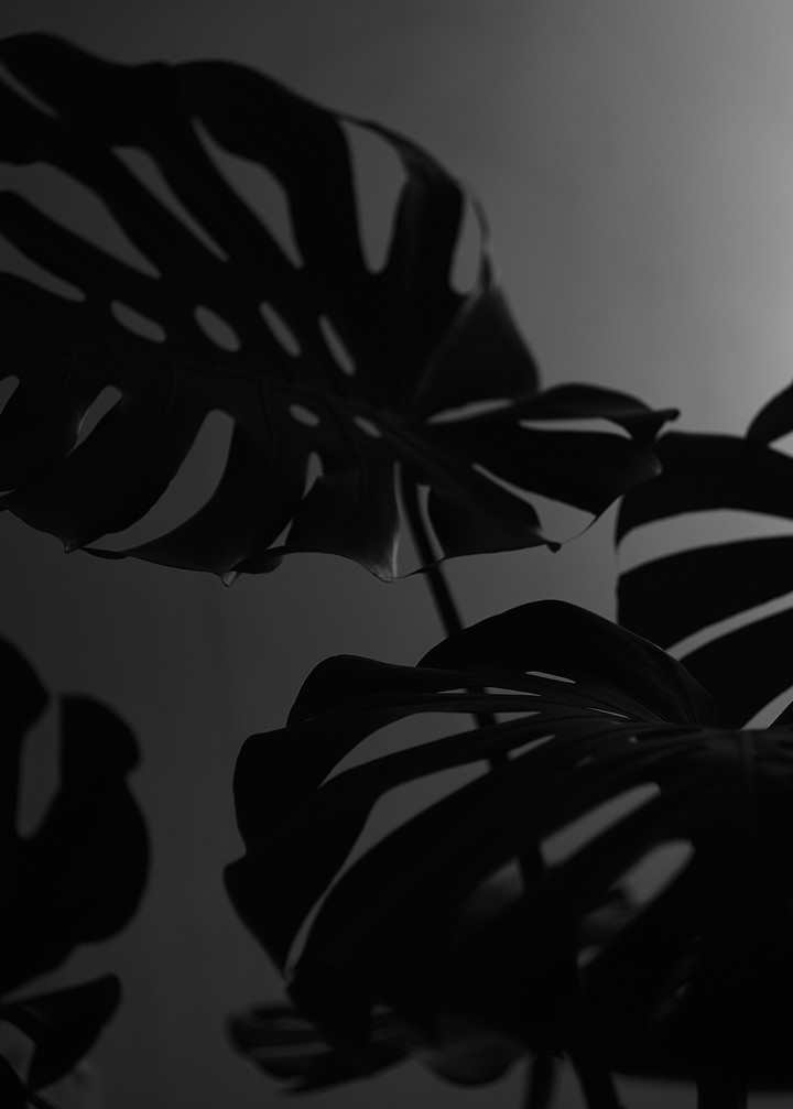monstera