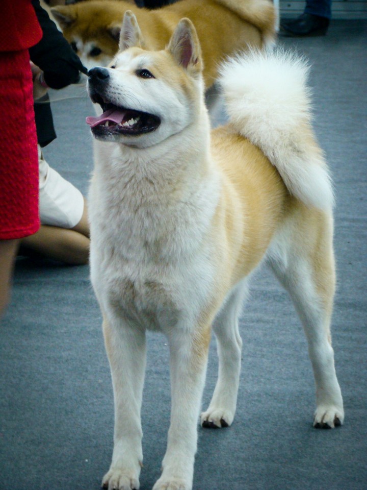 akita inu Hanna