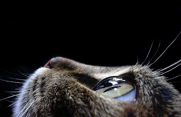 Enormous Cat Eye