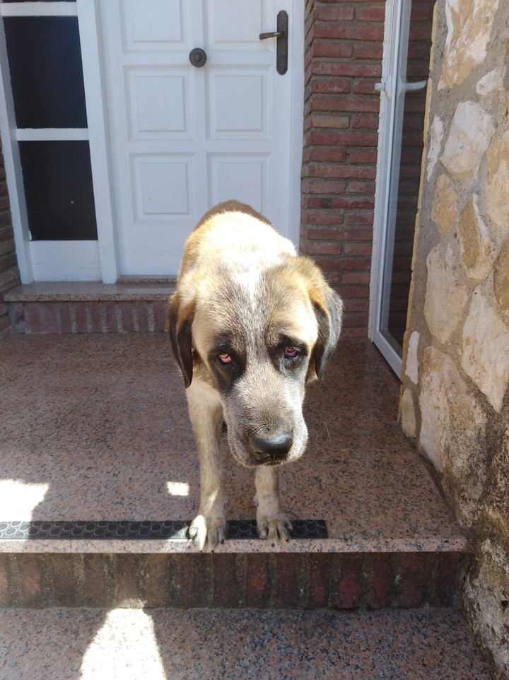 My dog