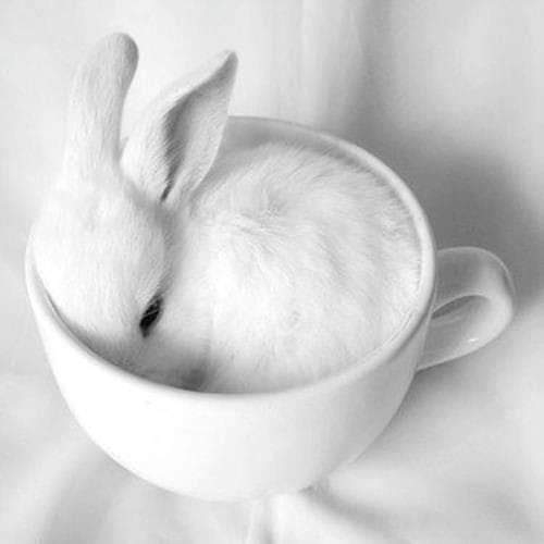 bunny
