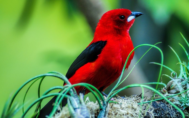 bird