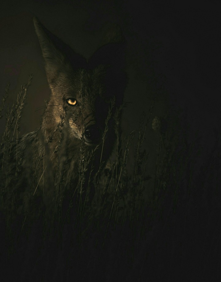 A_wolf..!!