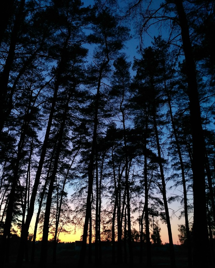 wood