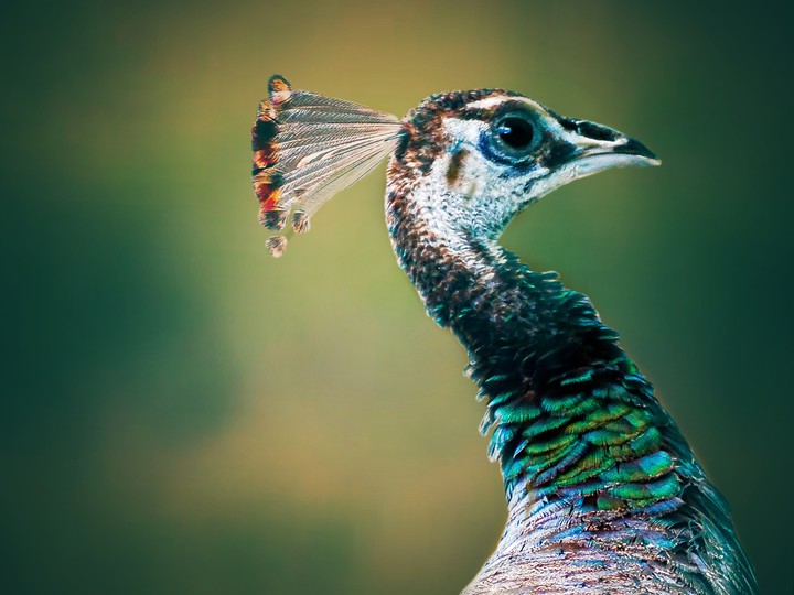 peacock