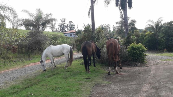 My Horses