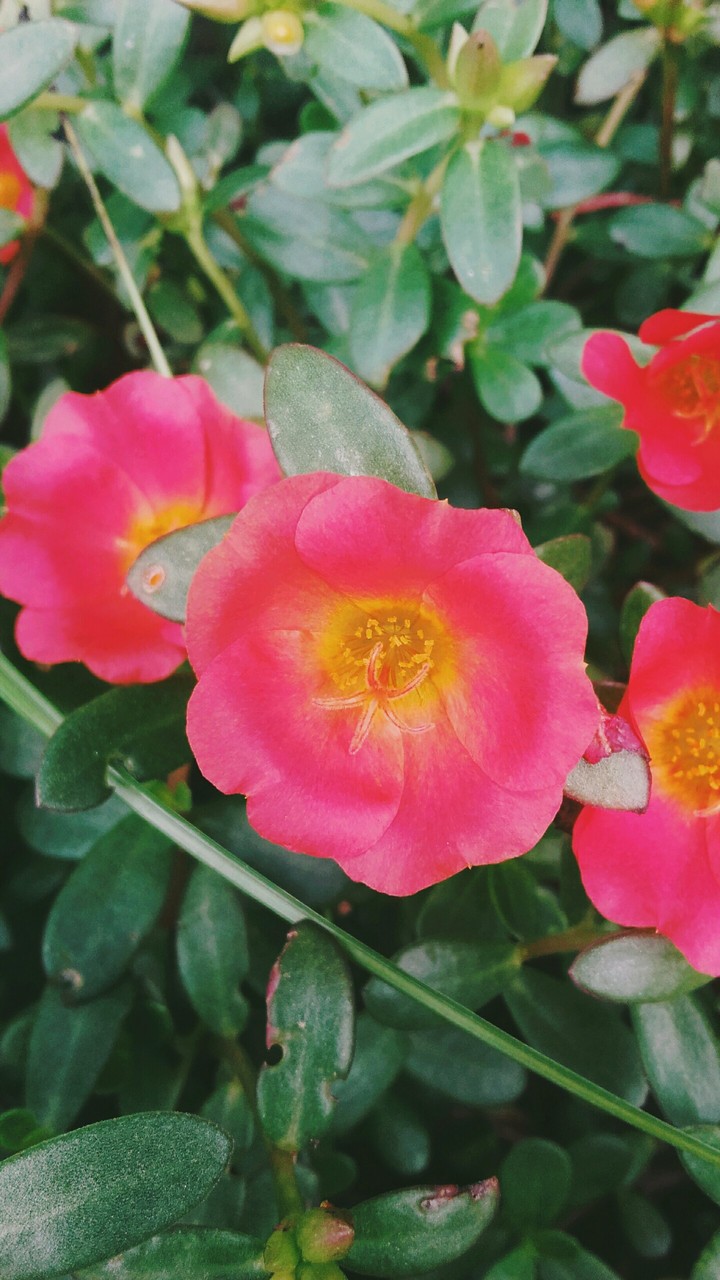 beautiful flowers