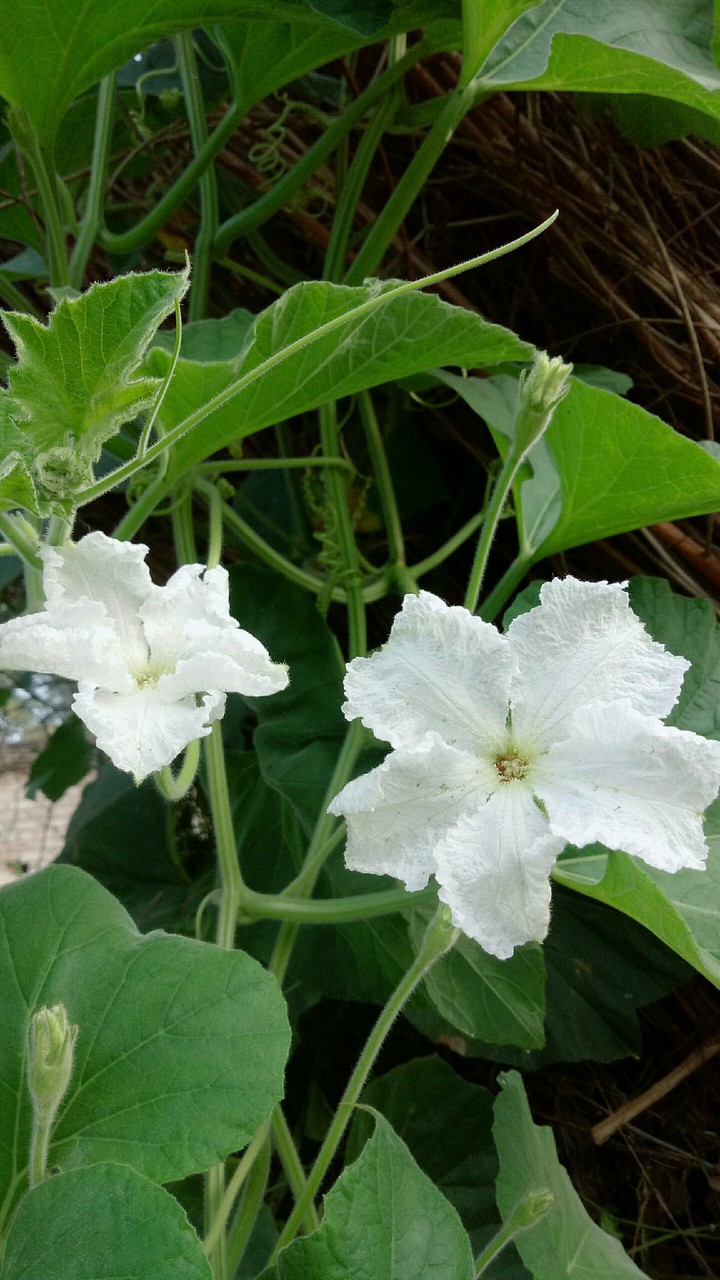 sanjit