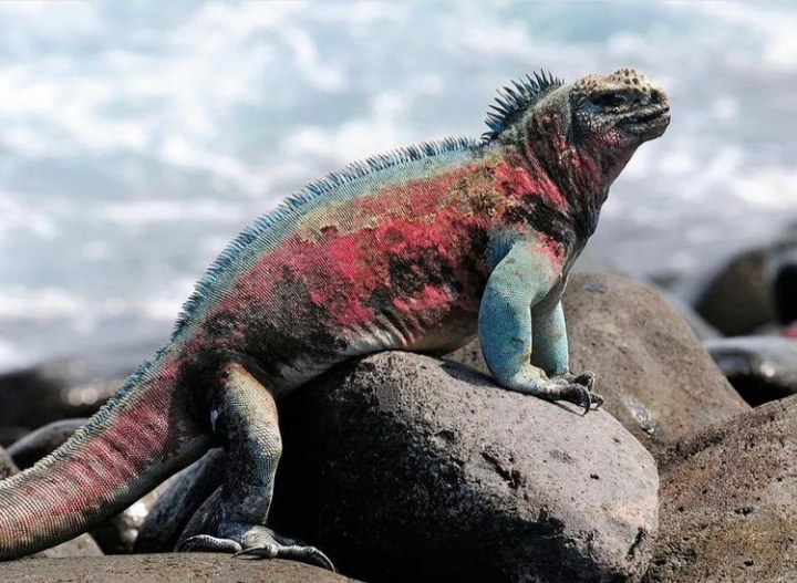 Iguane marin