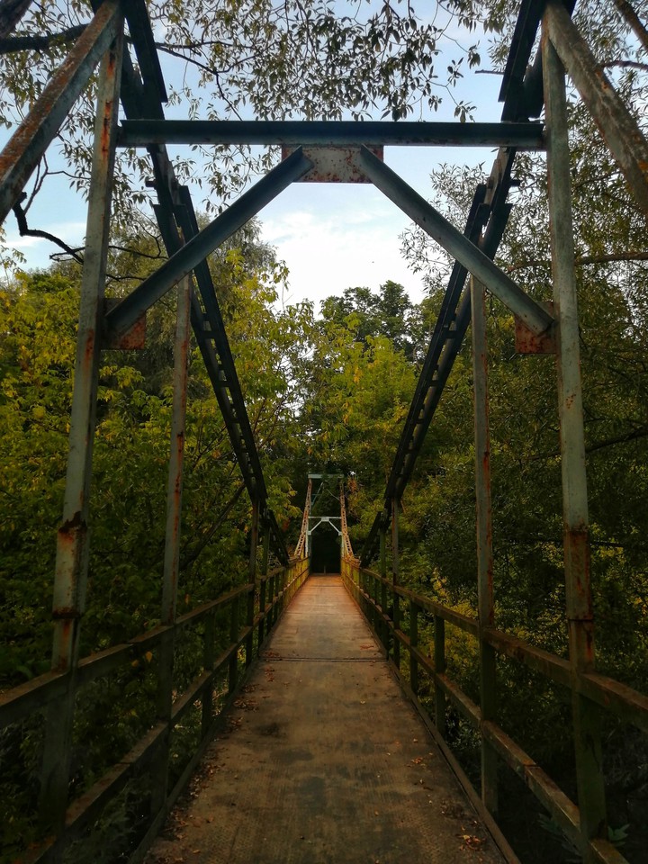 Bridge in the forest