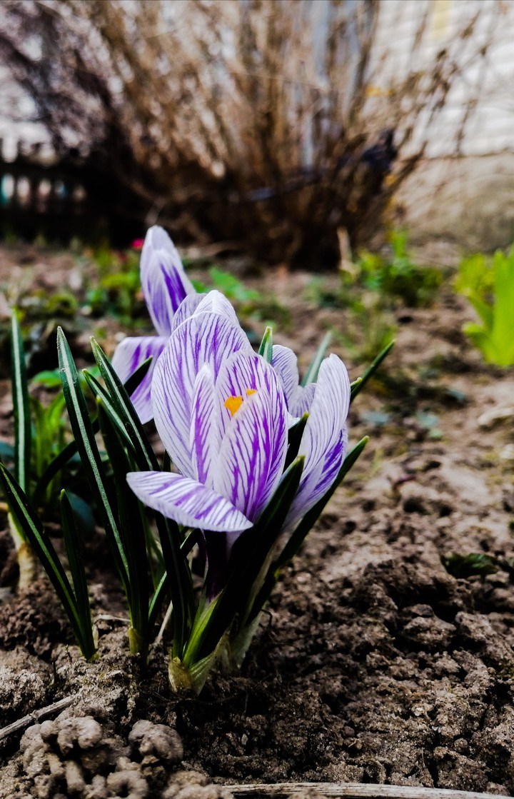 flower