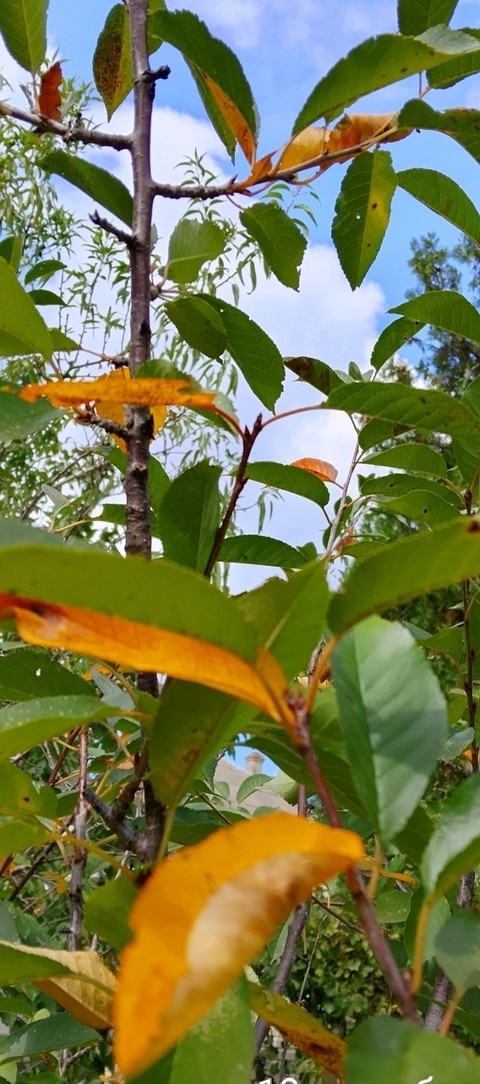 тапети Yellow, branch