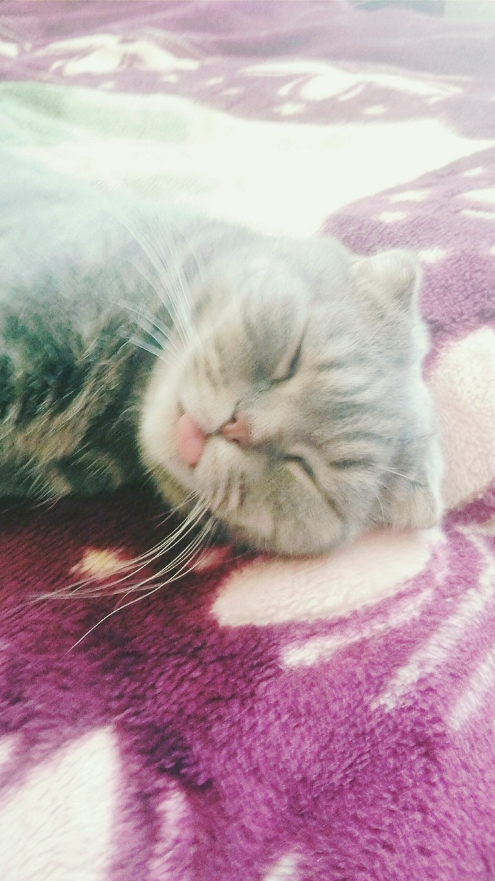 My cat