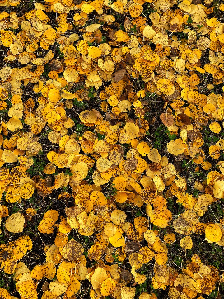 autumn