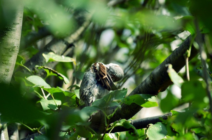 bird