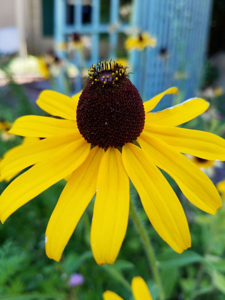 A yellow flower