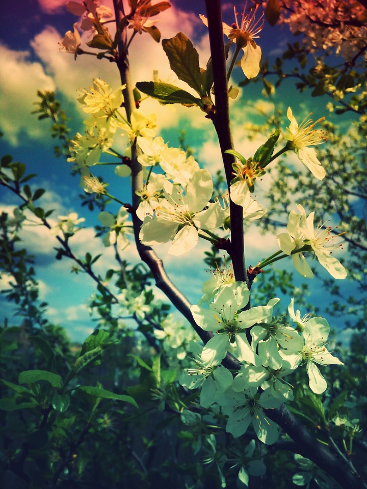 spring