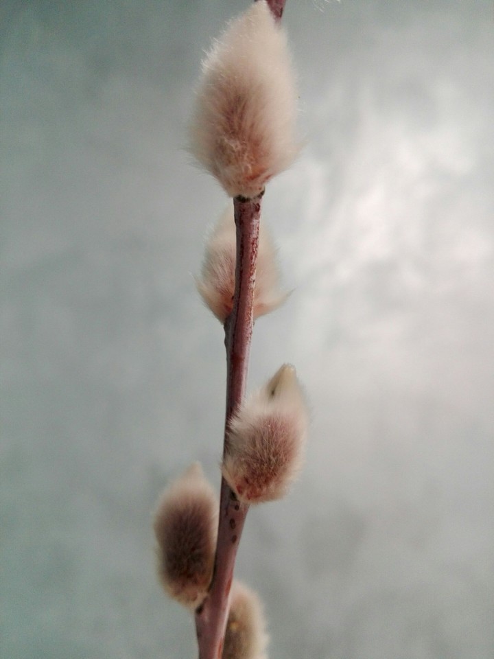 котики