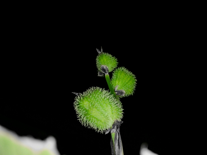 winter blossom