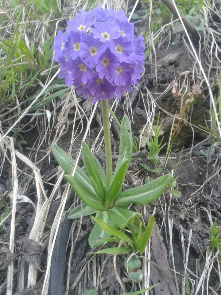 unknown flower
