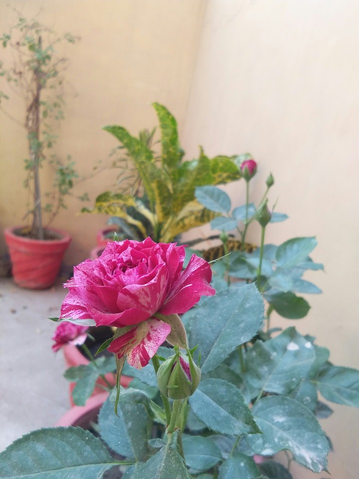 rose